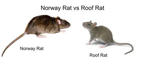 norway rat vs roof rat pictures